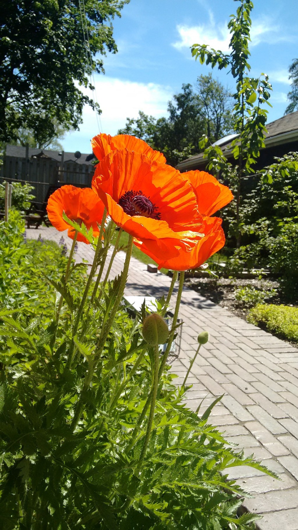 Poppy in the sunshine June 3 2017